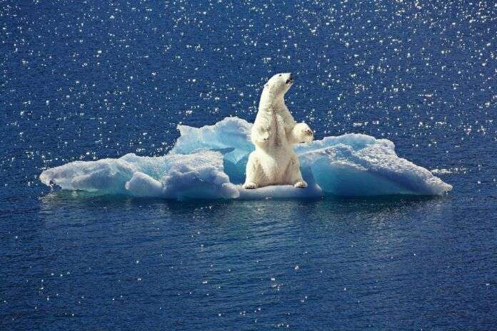 polar-bear-2199534-1920